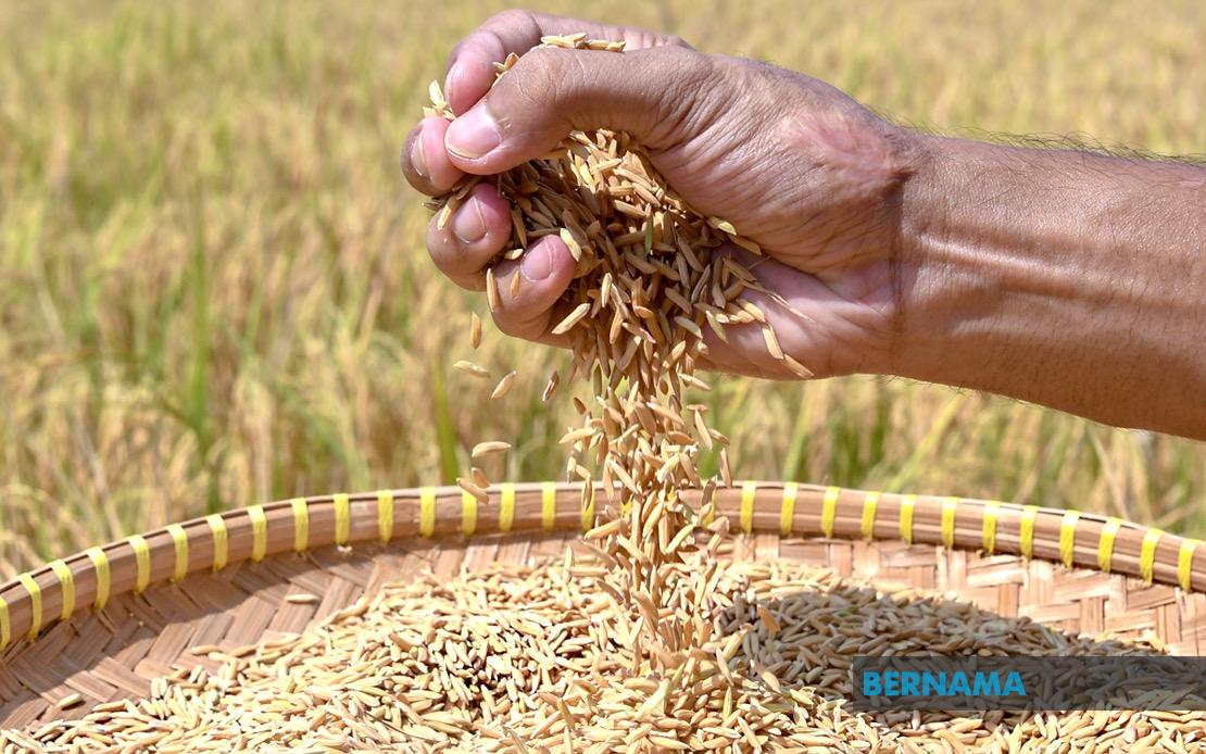 Indonesia Advances Rice Export Negotiations With Malaysia and Singapore