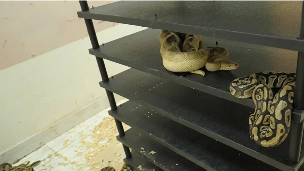 Chinese Man Sentenced to Prison for Illegal Breeding of 300 Pythons at Home