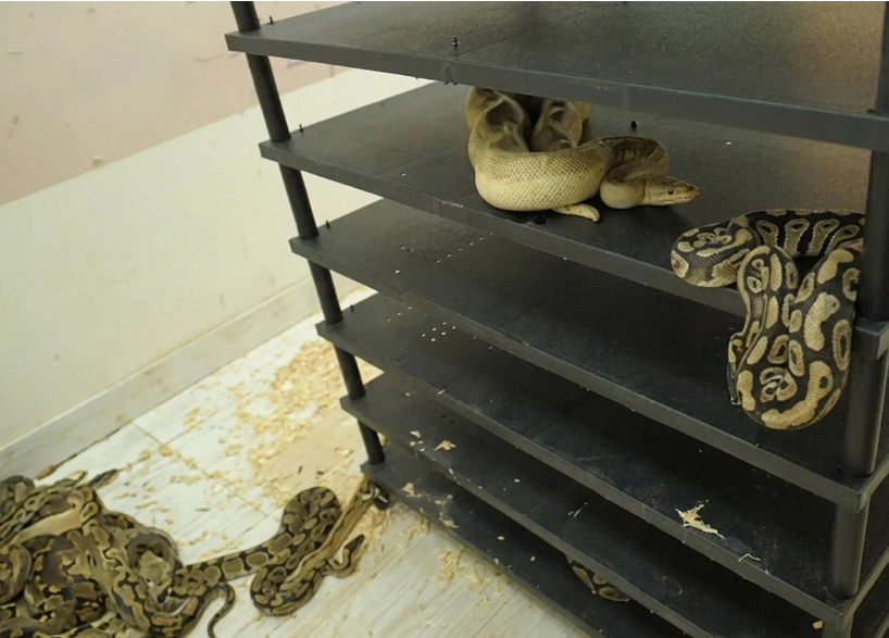 Chinese Man Sentenced to Prison for Illegal Breeding of 300 Pythons at Home