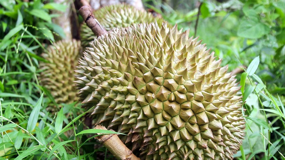 Four arrested in gang robbery at Melaka durian orchard; RM9,000 in losses