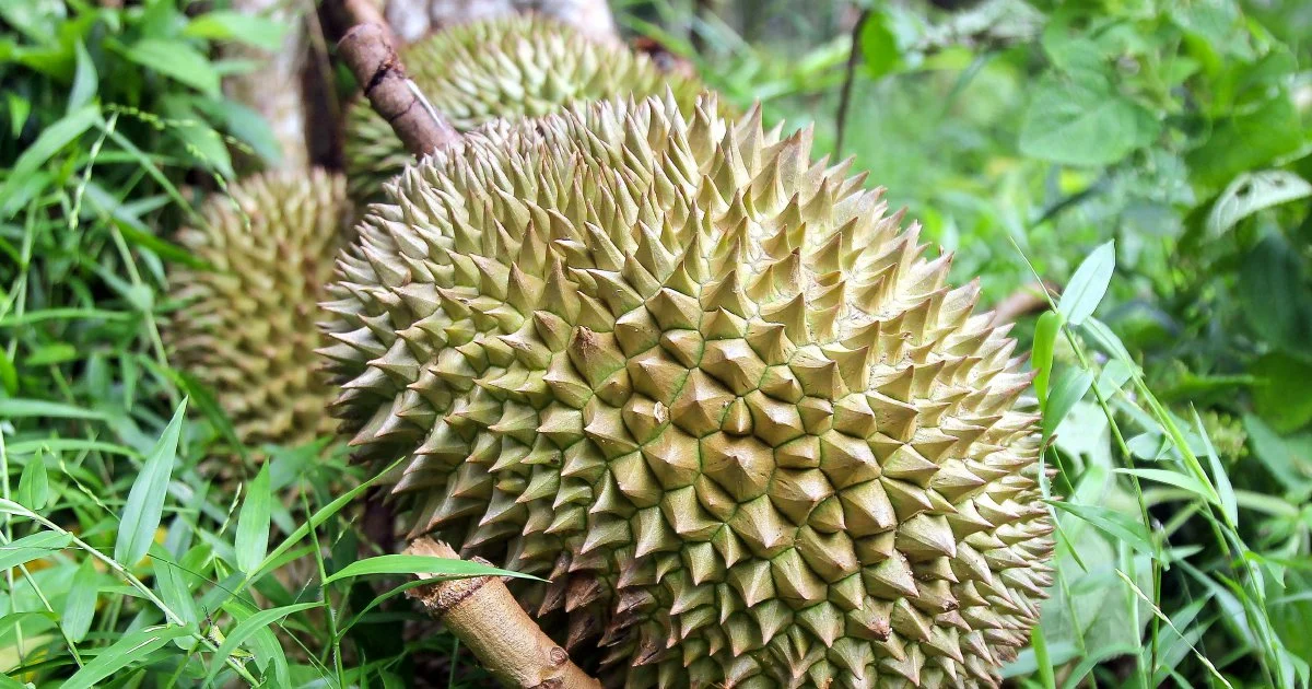 Four arrested in gang robbery at Melaka durian orchard; RM9,000 in losses