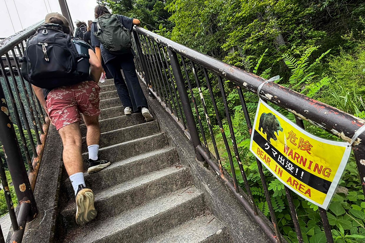 Japan tackles wildlife crisis with camera network as bear attacks escalate in Tohoku region