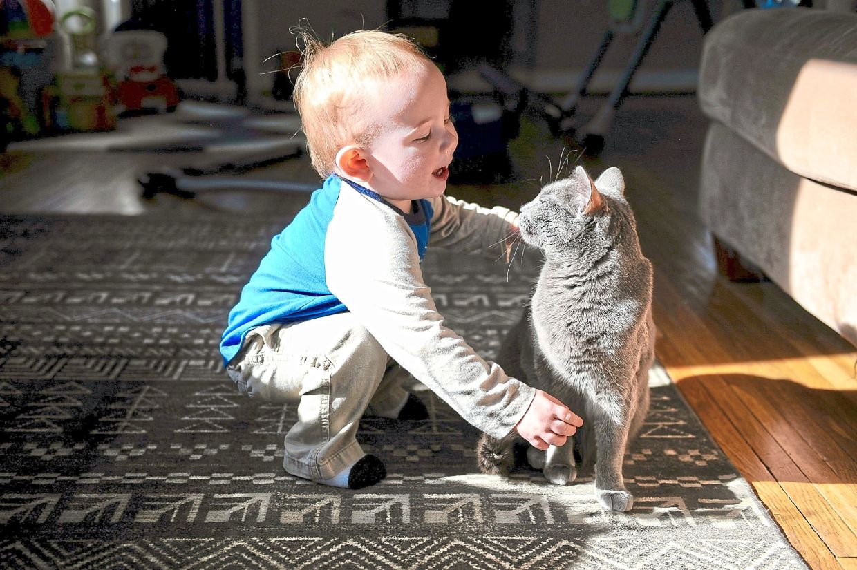 Swedish Study Challenges Long-Held Belief That Cats Trigger Childhood Asthma