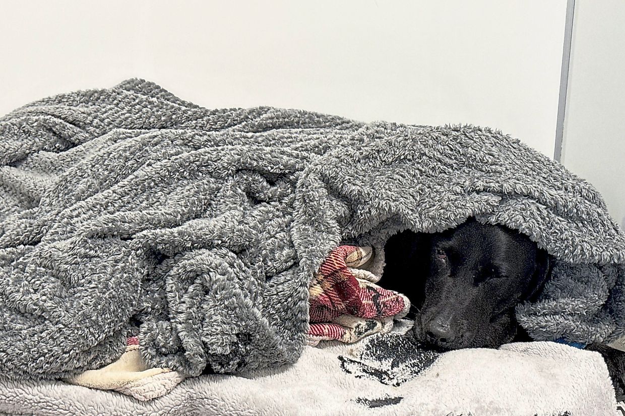 Mountain rescue drama unfolds as Labrador ingests cannabis on British peak