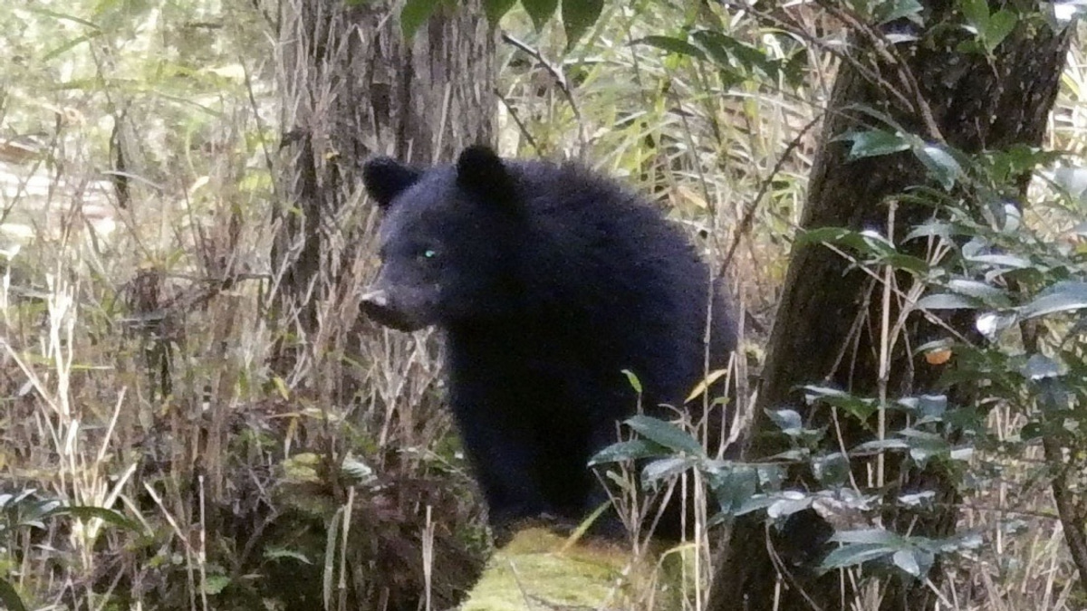 Japan's Bear Crisis Overwhelms Local Officials With Hostile Complaints