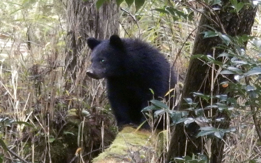 Japan's Bear Crisis Overwhelms Local Officials With Hostile Complaints
