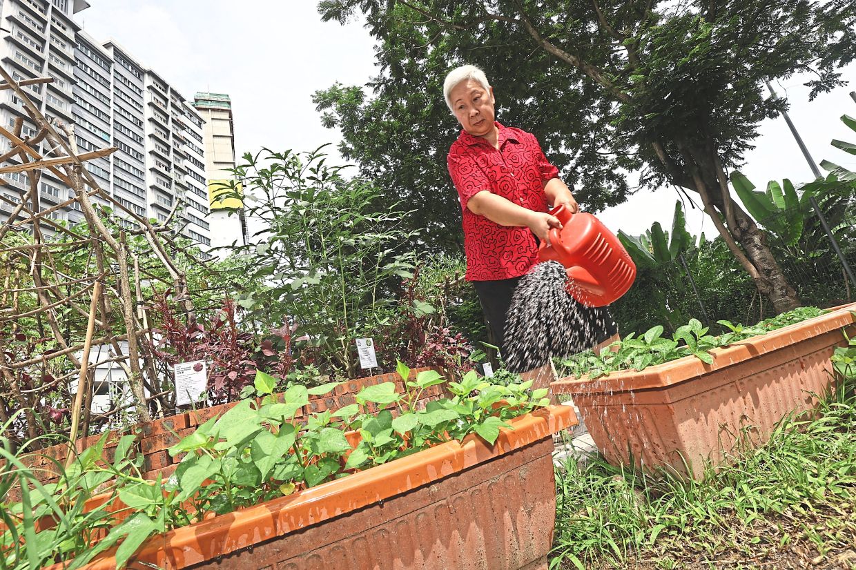 From Wasteland to Wellness: How a Kuala Lumpur Food Forest is Transforming Senior Living