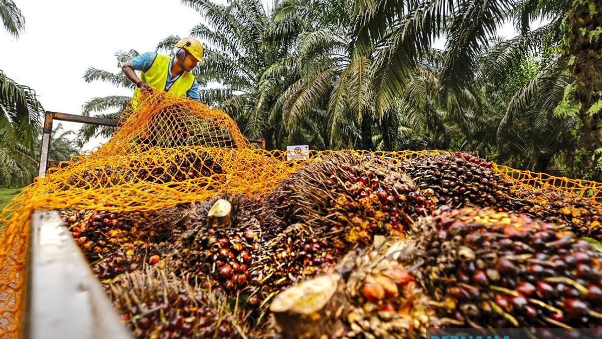 MPOB to Establish RM20-25 Million Research Station in Melaka to Strengthen Palm Oil Sector