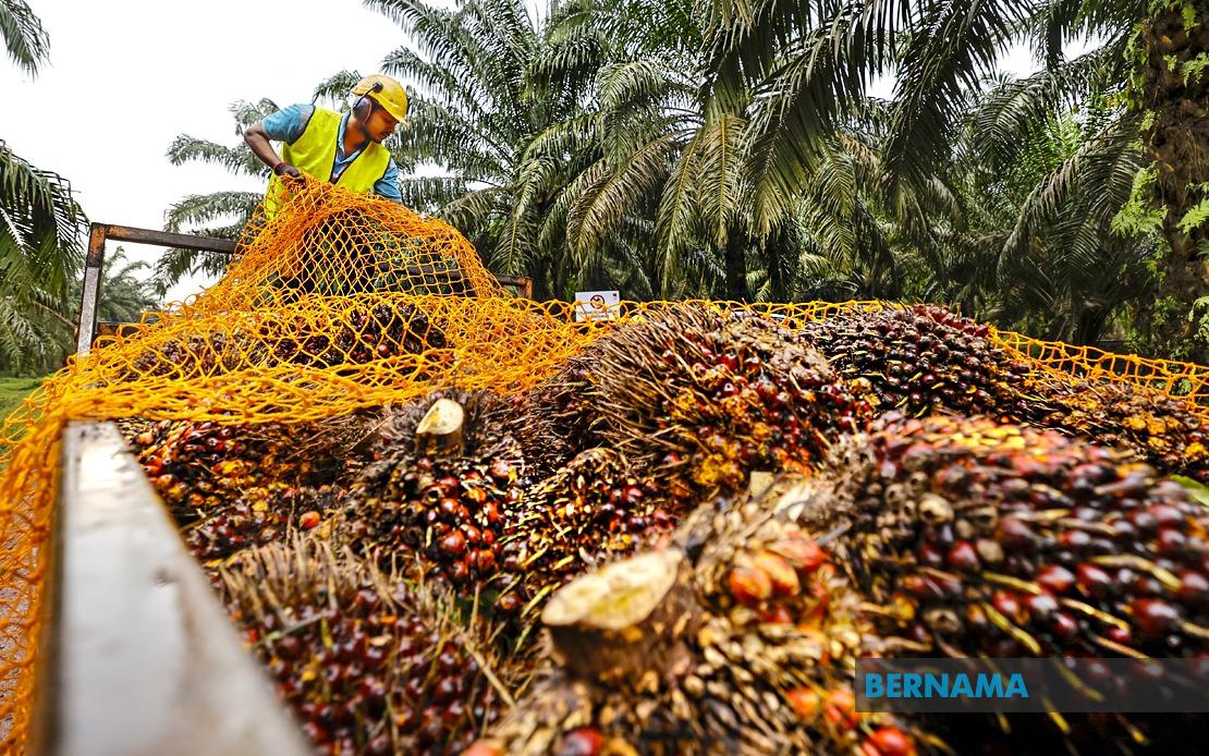 MPOB to Establish RM20-25 Million Research Station in Melaka to Strengthen Palm Oil Sector
