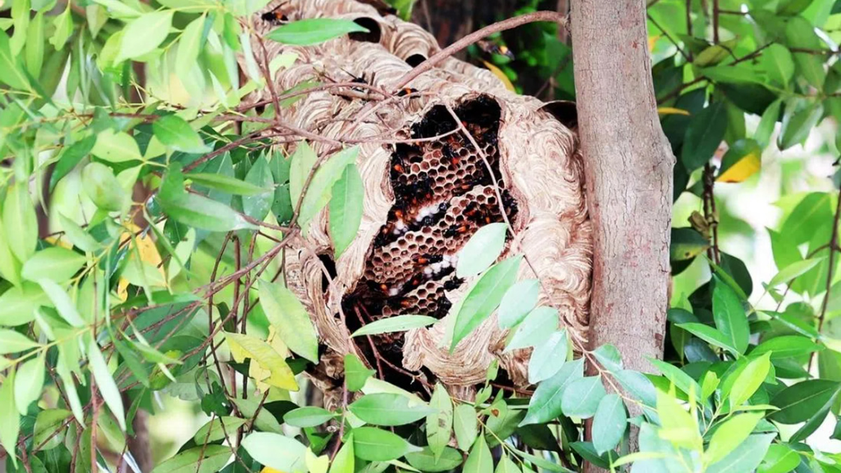 Four hospitalised after hornet swarm attacks near Singapore market; nest removed