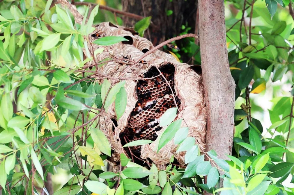 Four hospitalised after hornet swarm attacks near Singapore market; nest removed
