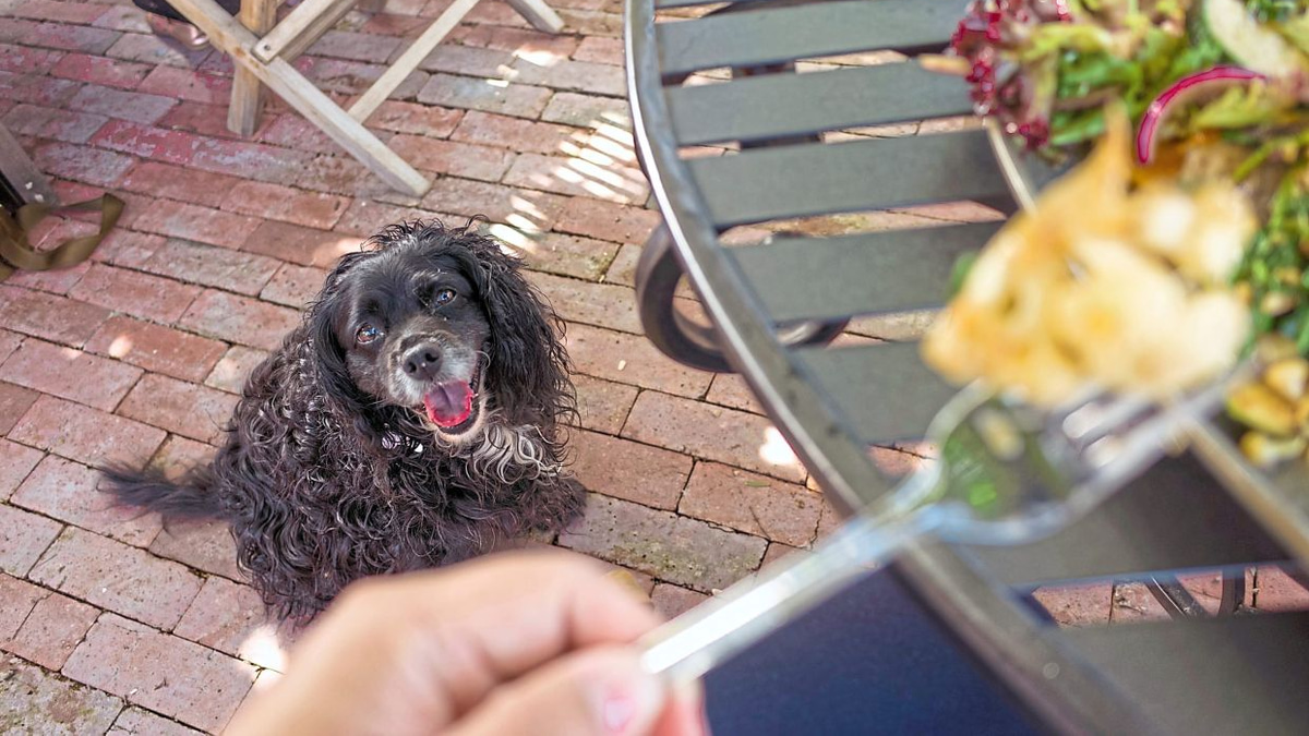 Taking Your Dog to Outdoor Dining: A Pet Owner's Guide for Malaysian Eateries