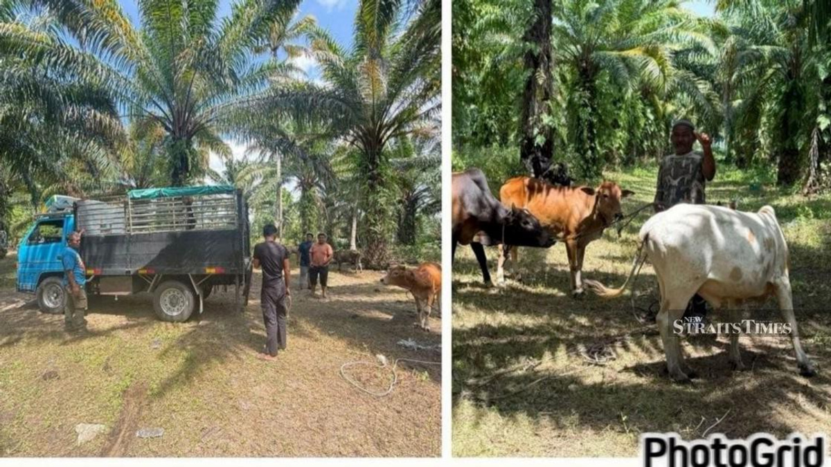 Major cattle theft syndicate busted: Police recover RM96,000 in livestock after arresting 10 suspects