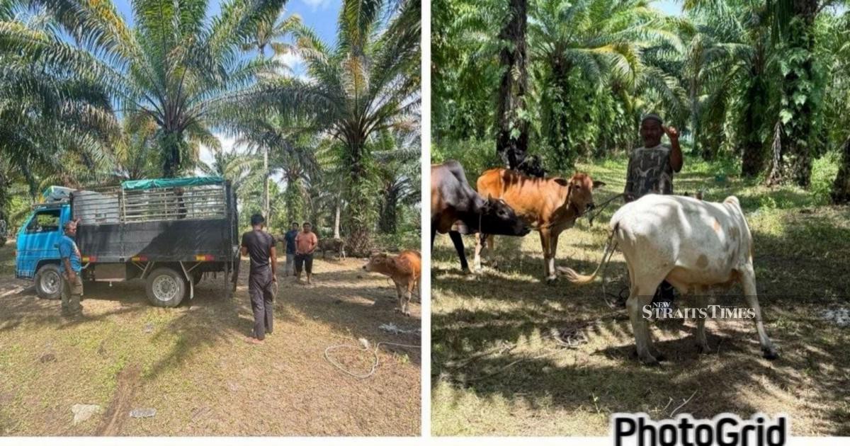 Major cattle theft syndicate busted: Police recover RM96,000 in livestock after arresting 10 suspects