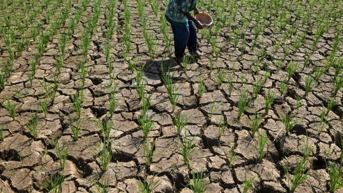 Indonesia's Drought Crisis Deepens as El Niño Spreads Water Shortages Across Archipelago