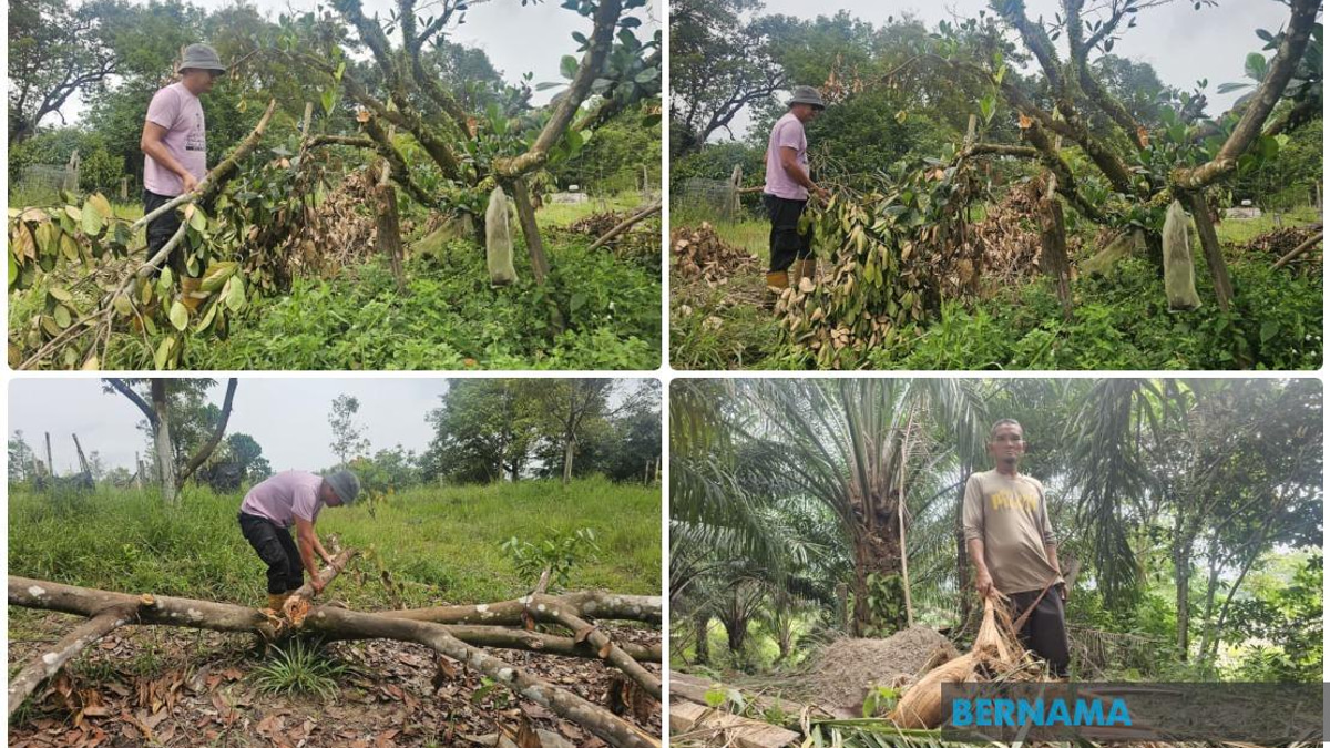 Wild Elephants Invade Terengganu Housing Estate; Residents Blame Habitat Destruction