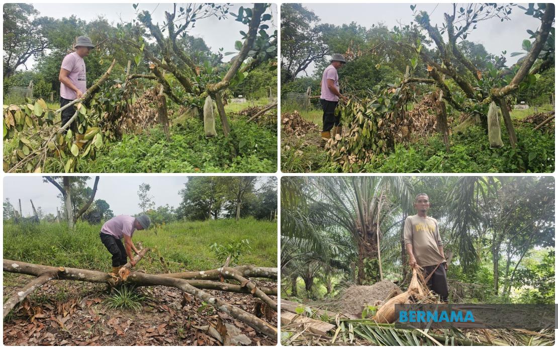 Wild Elephants Invade Terengganu Housing Estate; Residents Blame Habitat Destruction