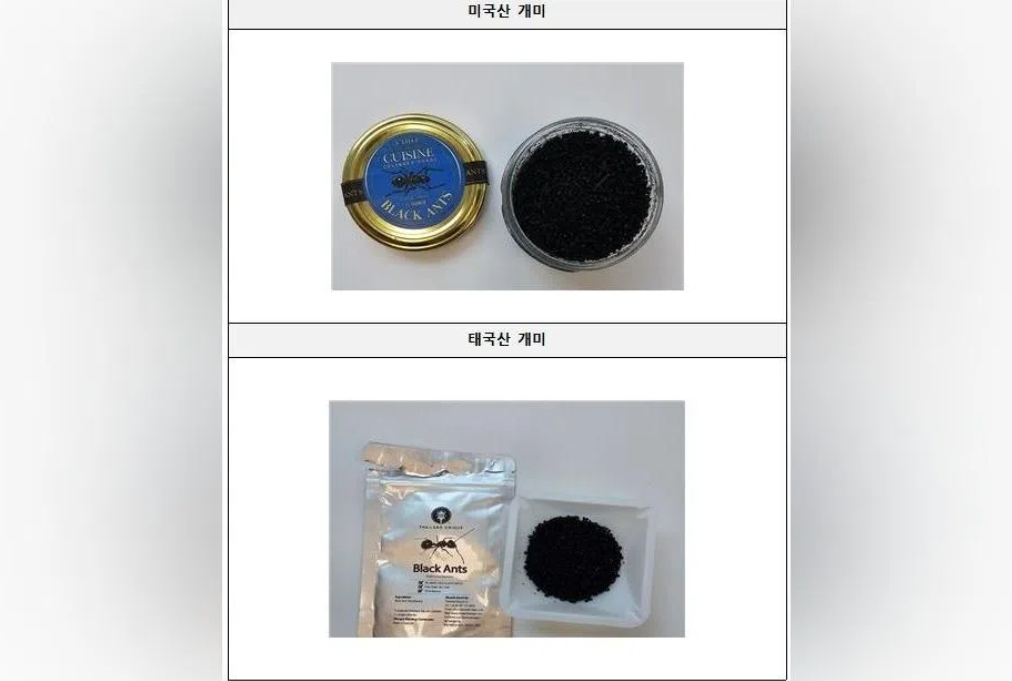 Michelin-starred Seoul chef faces jail time over illegal ant garnish on desserts