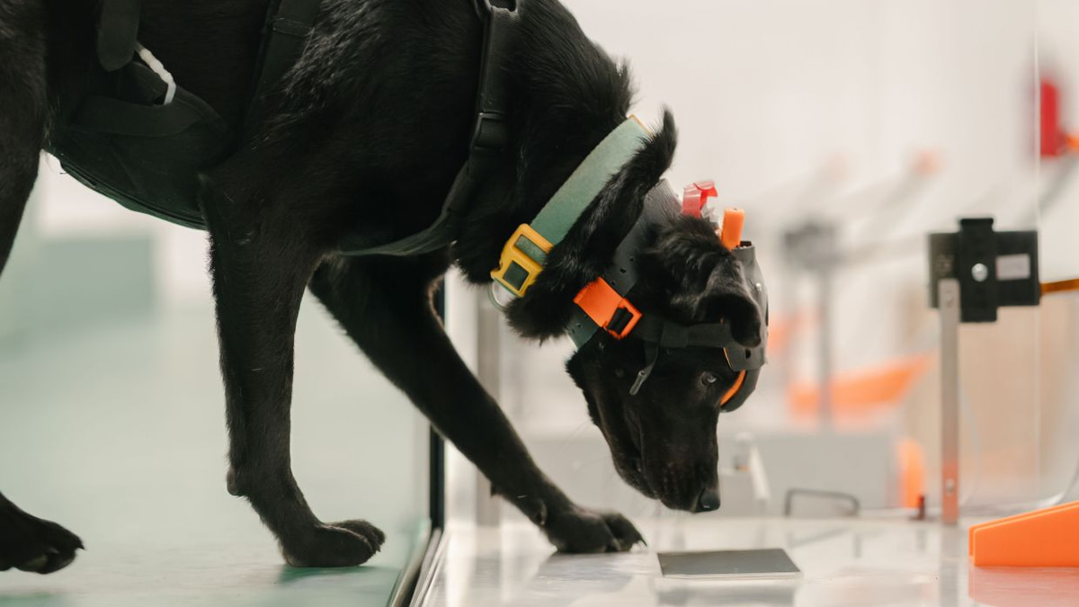 Indian Startup Harnesses Cancer-Detecting Dogs and AI for Affordable Early Screening