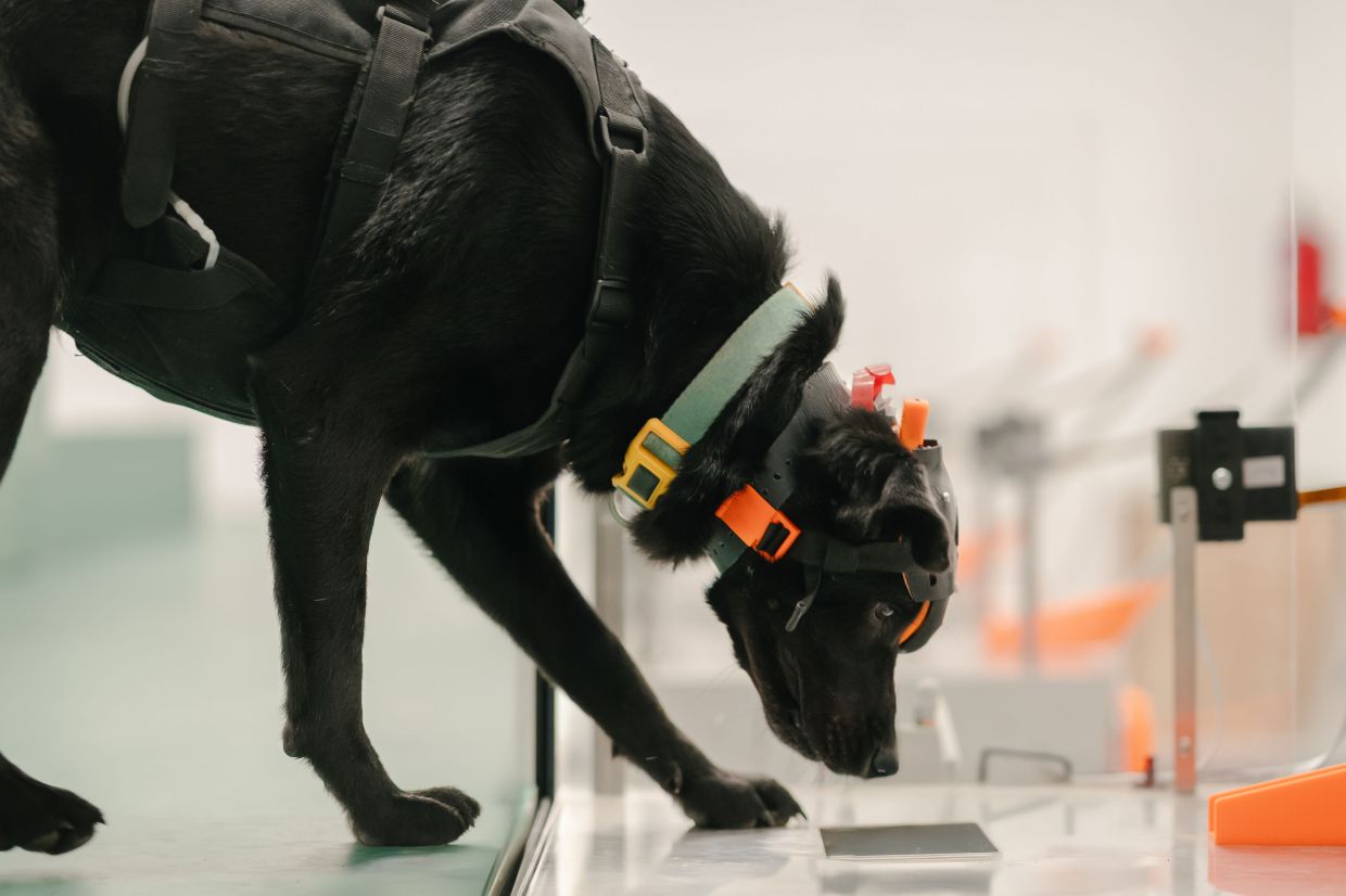 Indian Startup Harnesses Cancer-Detecting Dogs and AI for Affordable Early Screening