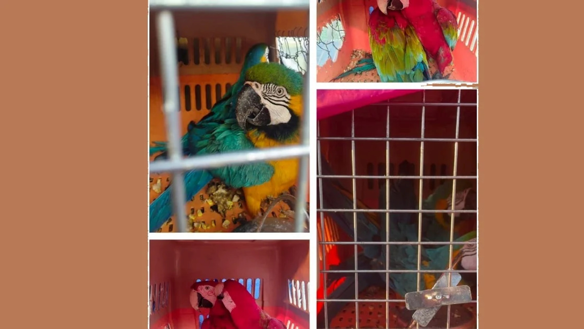 Eight Protected Macaws Worth RM400,000 Seized in Kelantan; Two Men Arrested