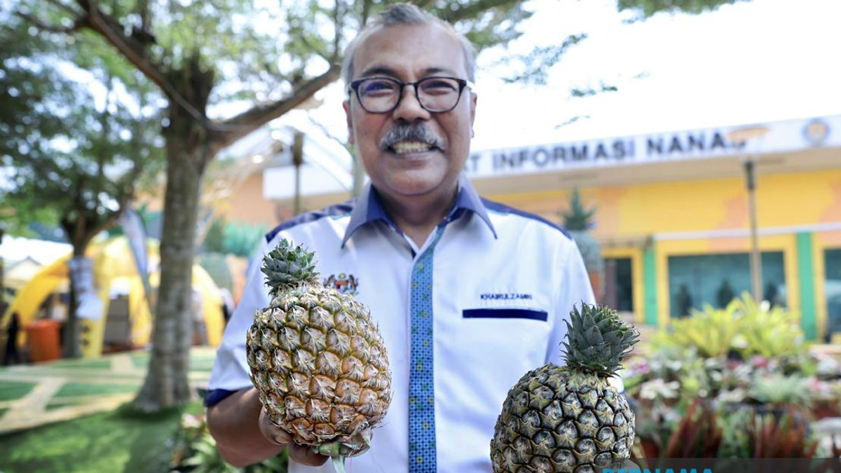 Sarawak's Golden Pineapple Variety Emerges as Game-Changer for Malaysian Agriculture