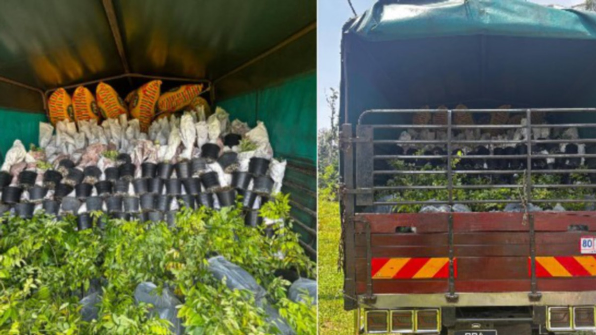 Lorry driver held after RM200k ornamental plant seizure at Kelantan border