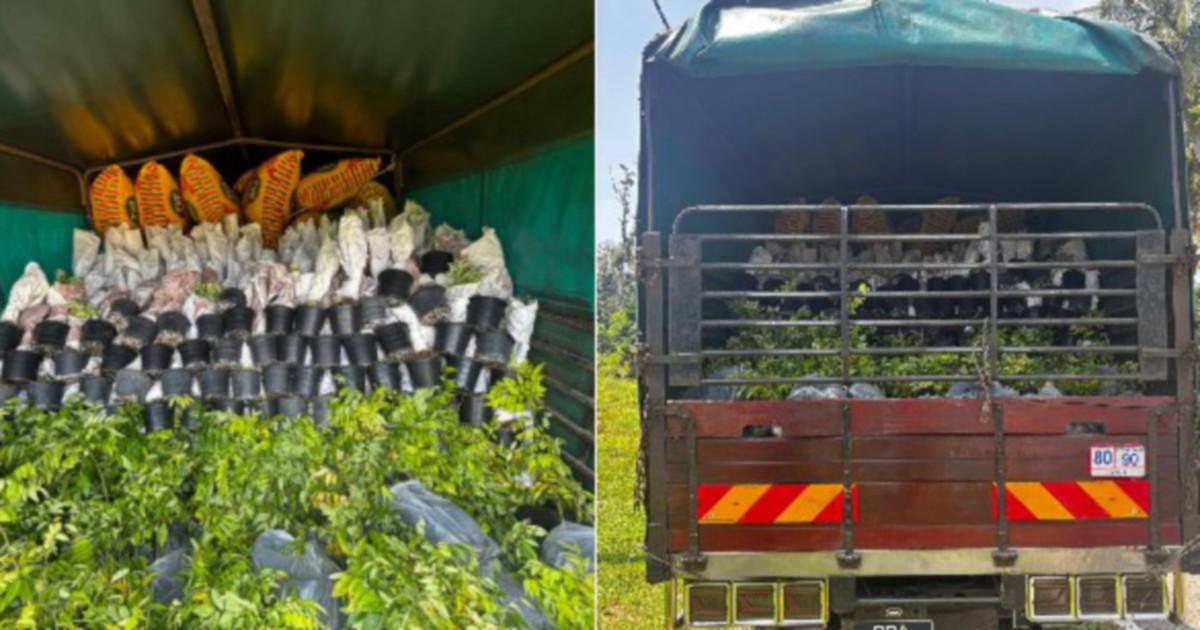 Lorry driver held after RM200k ornamental plant seizure at Kelantan border