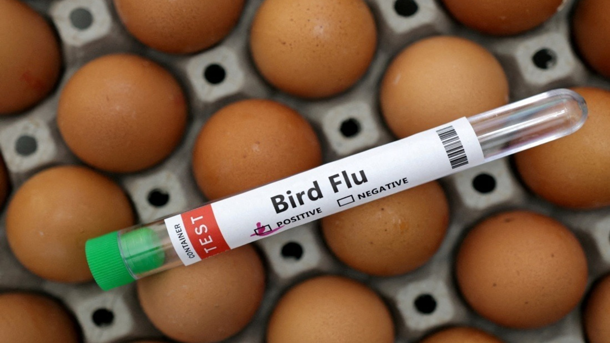Victoria Orders Indoor Poultry Housing as H5N1 Bird Flu Spreads Across Australian State