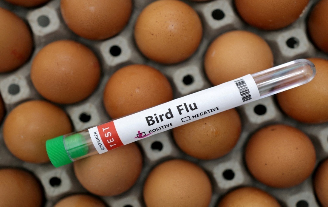 Victoria Orders Indoor Poultry Housing as H5N1 Bird Flu Spreads Across Australian State