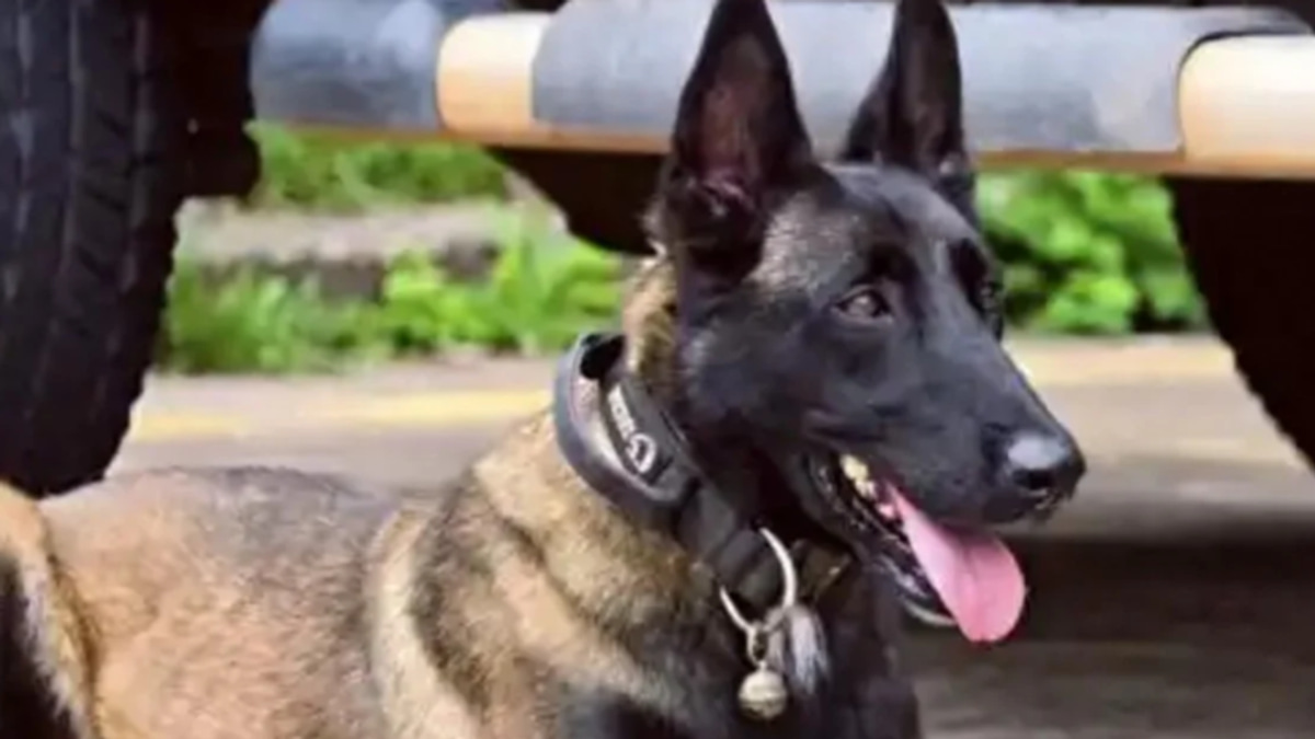 Chinese Police Dog's Six-Month Vigil for Injured Handler Captures Hearts Across Nation