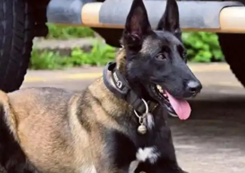 Chinese Police Dog's Six-Month Vigil for Injured Handler Captures Hearts Across Nation