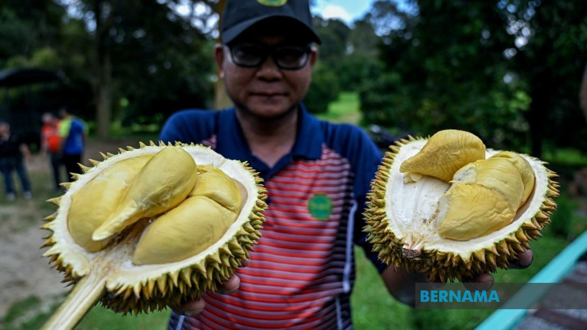 MARDI Has Planted 25,000 MS88 Hybrid Durian Trees Nationwide