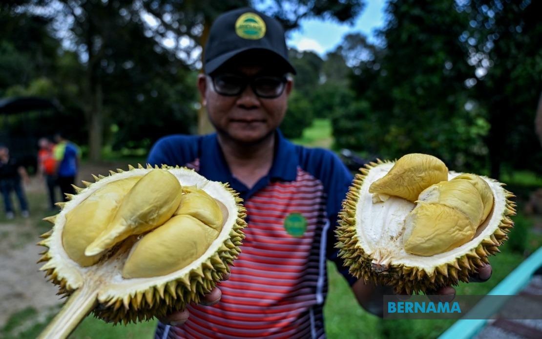 MARDI Has Planted 25,000 MS88 Hybrid Durian Trees Nationwide