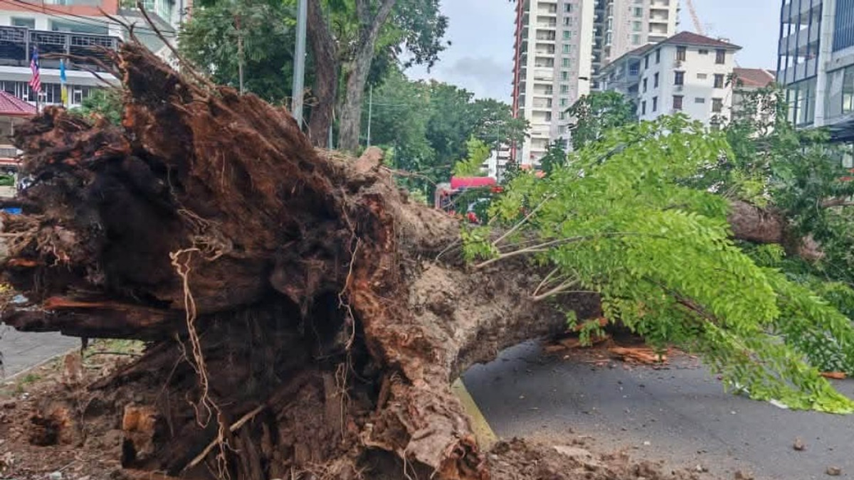 Structural Decay and Soil Stress Blamed for 90-Year-Old Angsana Tree Collapse in Penang