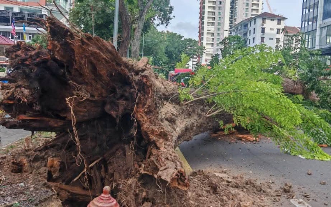 Structural Decay and Soil Stress Blamed for 90-Year-Old Angsana Tree Collapse in Penang