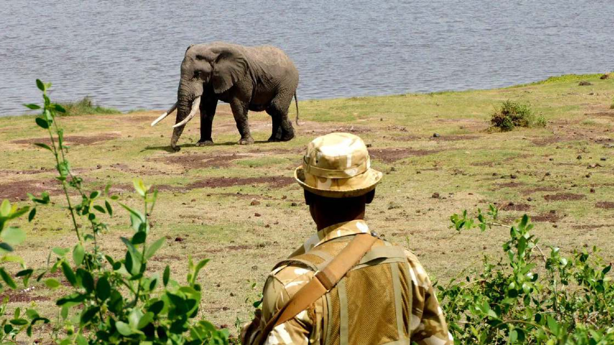 Kenya launches investigation into sudden deaths of 15 elephants at Amboseli National Park
