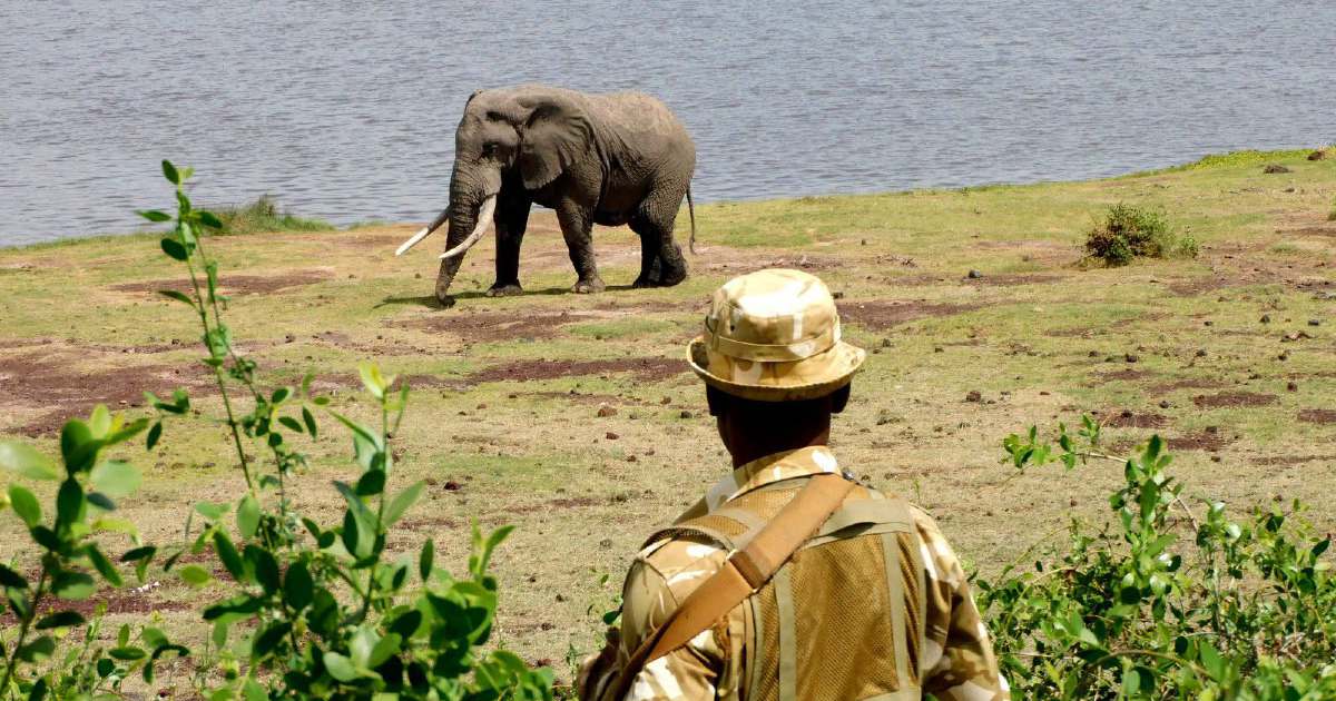 Kenya launches investigation into sudden deaths of 15 elephants at Amboseli National Park