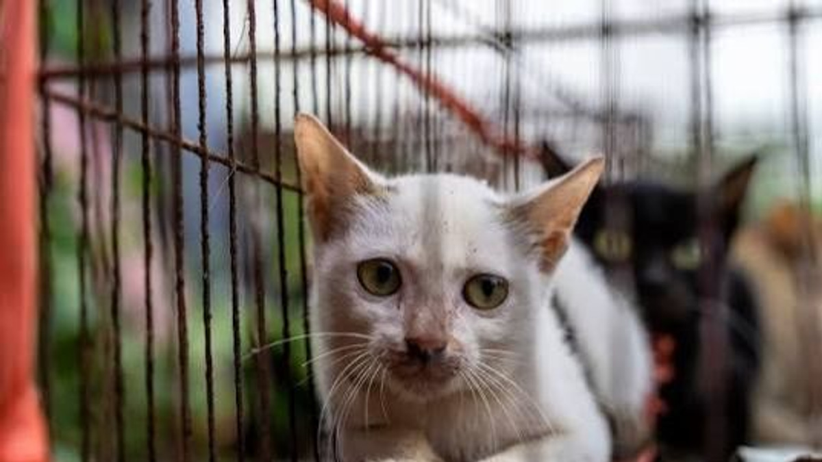 Stolen felines reunited with owners after Vietnam cat-meat bust
