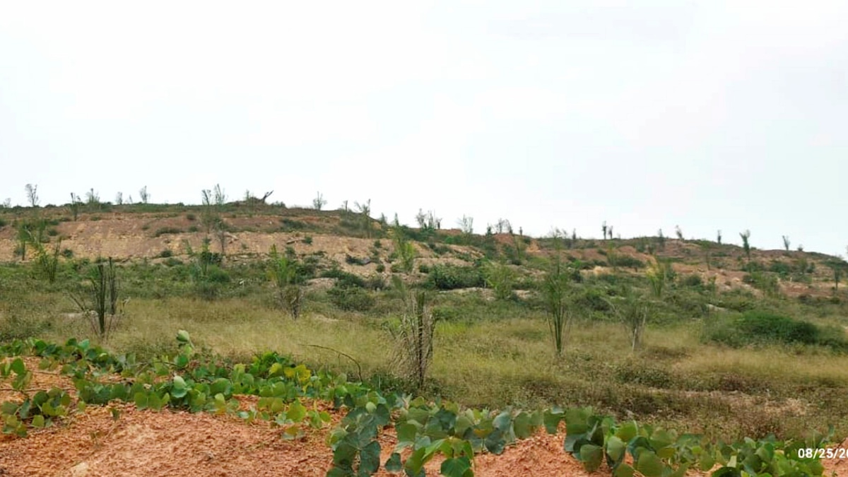 Felda Palong 7 Settlers Report Quality Concerns Over Oil Palm Seedlings to MACC