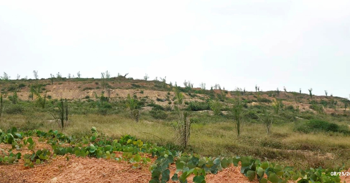 Felda Palong 7 Settlers Report Quality Concerns Over Oil Palm Seedlings to MACC