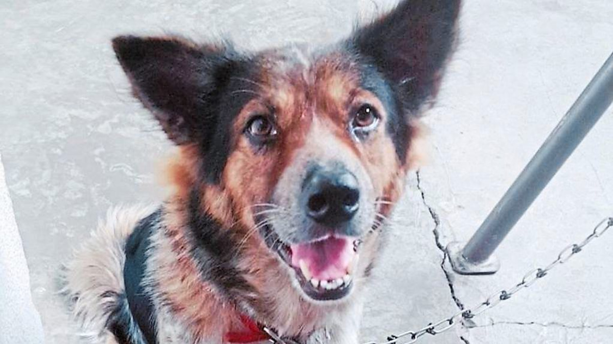 Why Malaysia Needs 24-Hour Veterinary Emergency Services