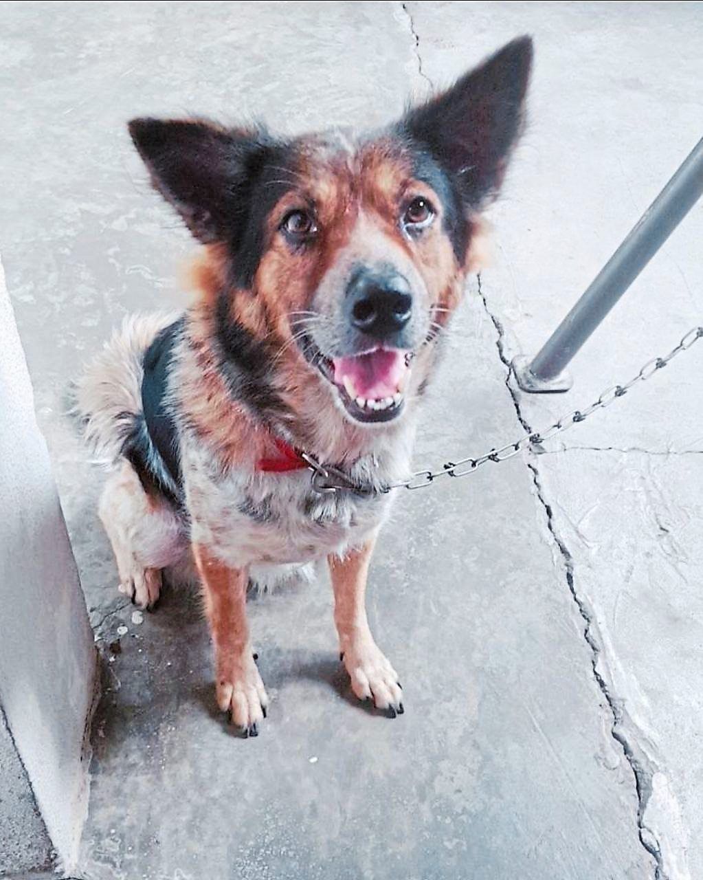 Why Malaysia Needs 24-Hour Veterinary Emergency Services