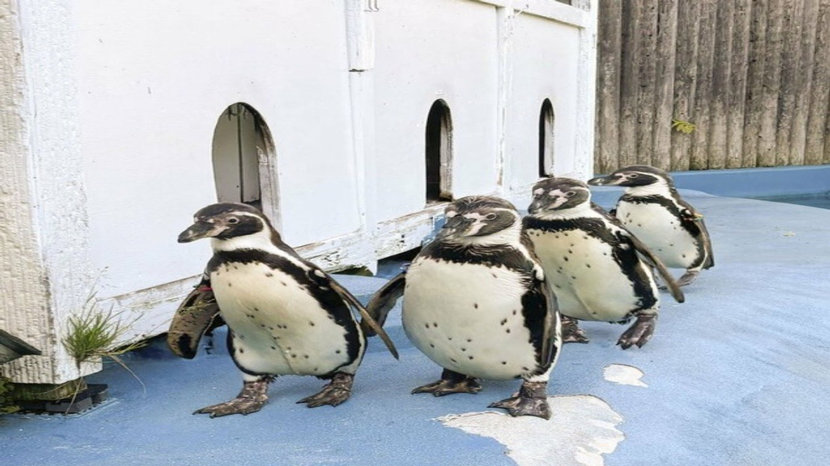 All Four Humboldt Penguins at Sendai Zoo Succumb to Avian Malaria