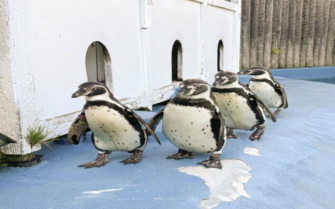 All Four Humboldt Penguins at Sendai Zoo Succumb to Avian Malaria