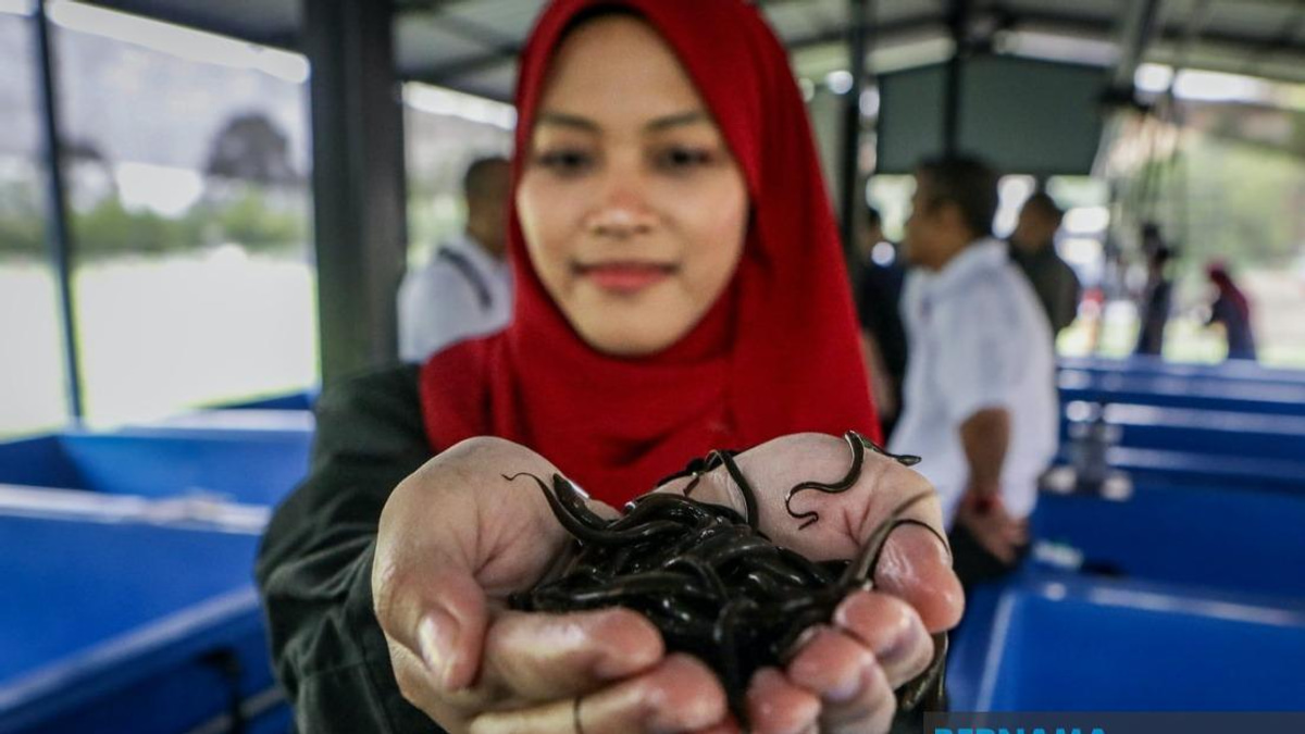 PTSS Drives Economic Empowerment Through Community Eel Farming Initiative
