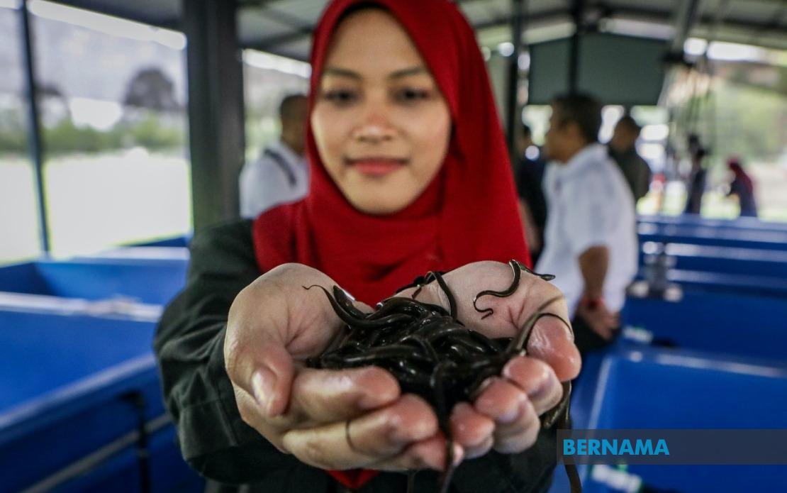 PTSS Drives Economic Empowerment Through Community Eel Farming Initiative