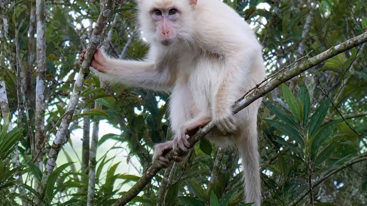 Philippines Acts to Protect Rare White Macaque as Online Attention Threatens Its Safety