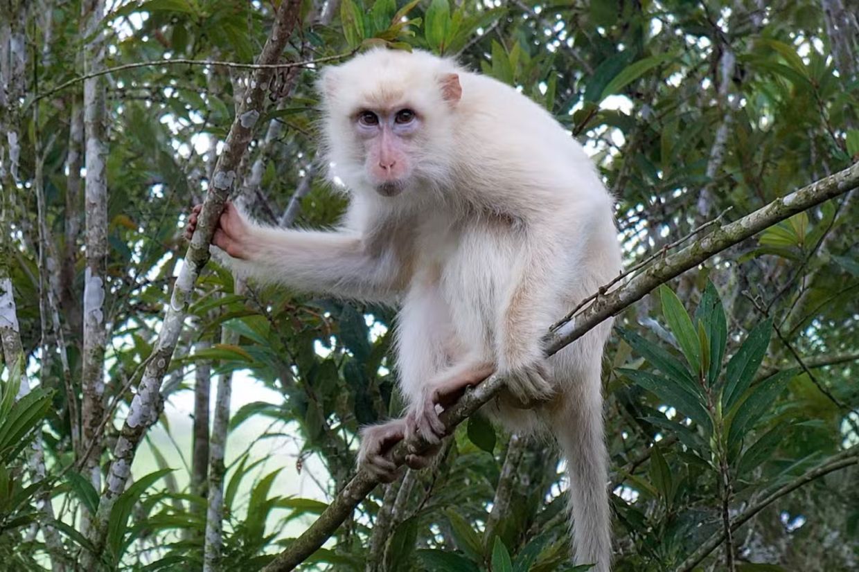 Philippines Acts to Protect Rare White Macaque as Online Attention Threatens Its Safety