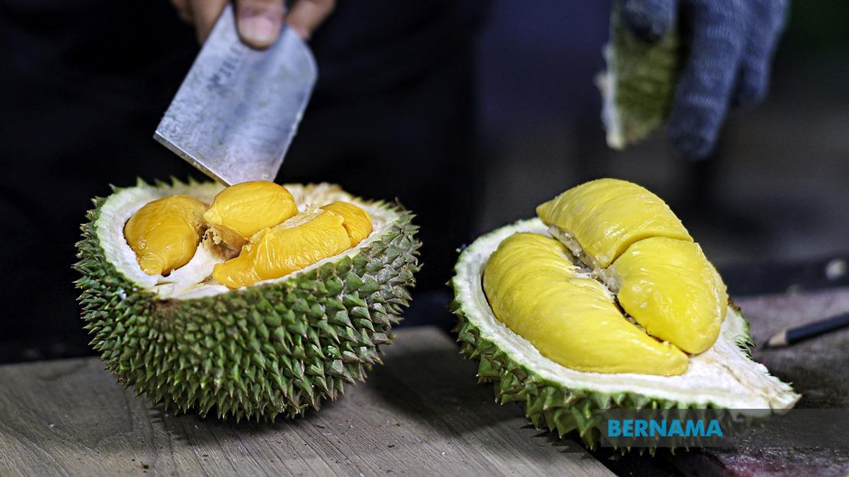 FAMA Ramps Up Durian Push in Penang as Output Surges Past 18,000 Tonnes